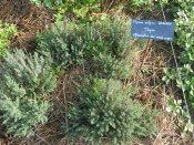 Condimentaires, aromatiques