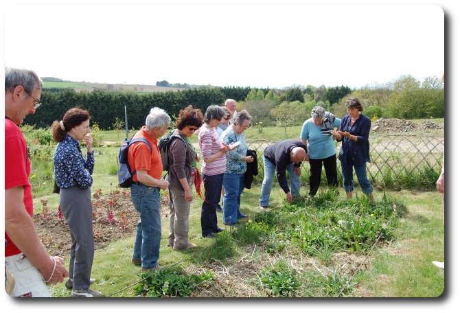 Visites botaniques au jardin Herbarius